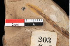 Foto (Detailansicht) von Pinus palaeostrobus Ettingshausen (NHMW-GEO-2024-0188-0203)